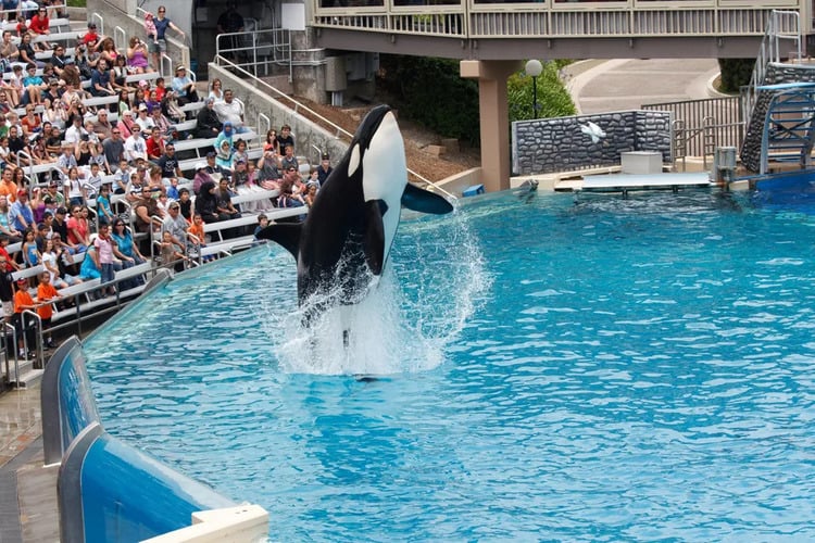 Release of Lolita, Captive Killer Whale, to Wildlife Sanctuary Marks a Significant Step Towards Marine Life Conservation