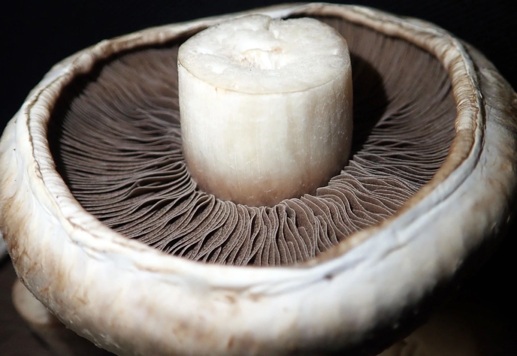 9 Types of Mushrooms That Make Great Meat Replacements