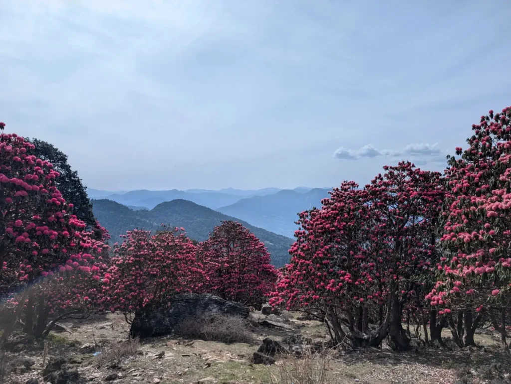Dehradun to Tungnath-Chandrashila: A Budget-Friendly Himalayan Escape Packed with Adventure & Flavor
