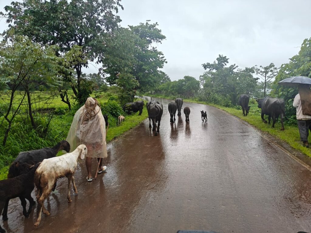 Torna Fort Adventure: Trek Through Monsoon Magic and Maratha Legacy! 4 Torna Fort