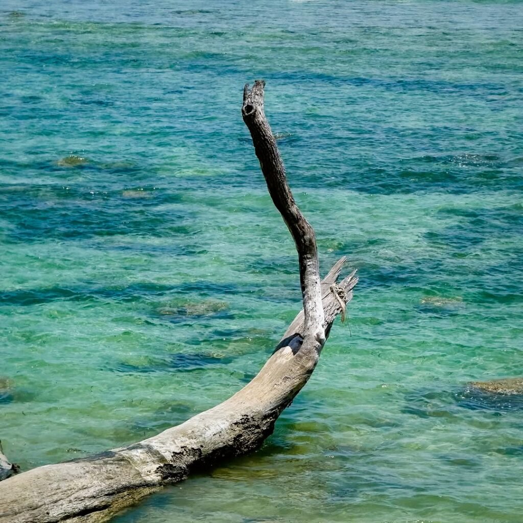 Andaman and Nicobar Travel Guide: Your Ultimate Blueprint for a Tropical Adventure 5 Andaman and Nicobar Travel GuideAndaman and Nicobar Travel Guide